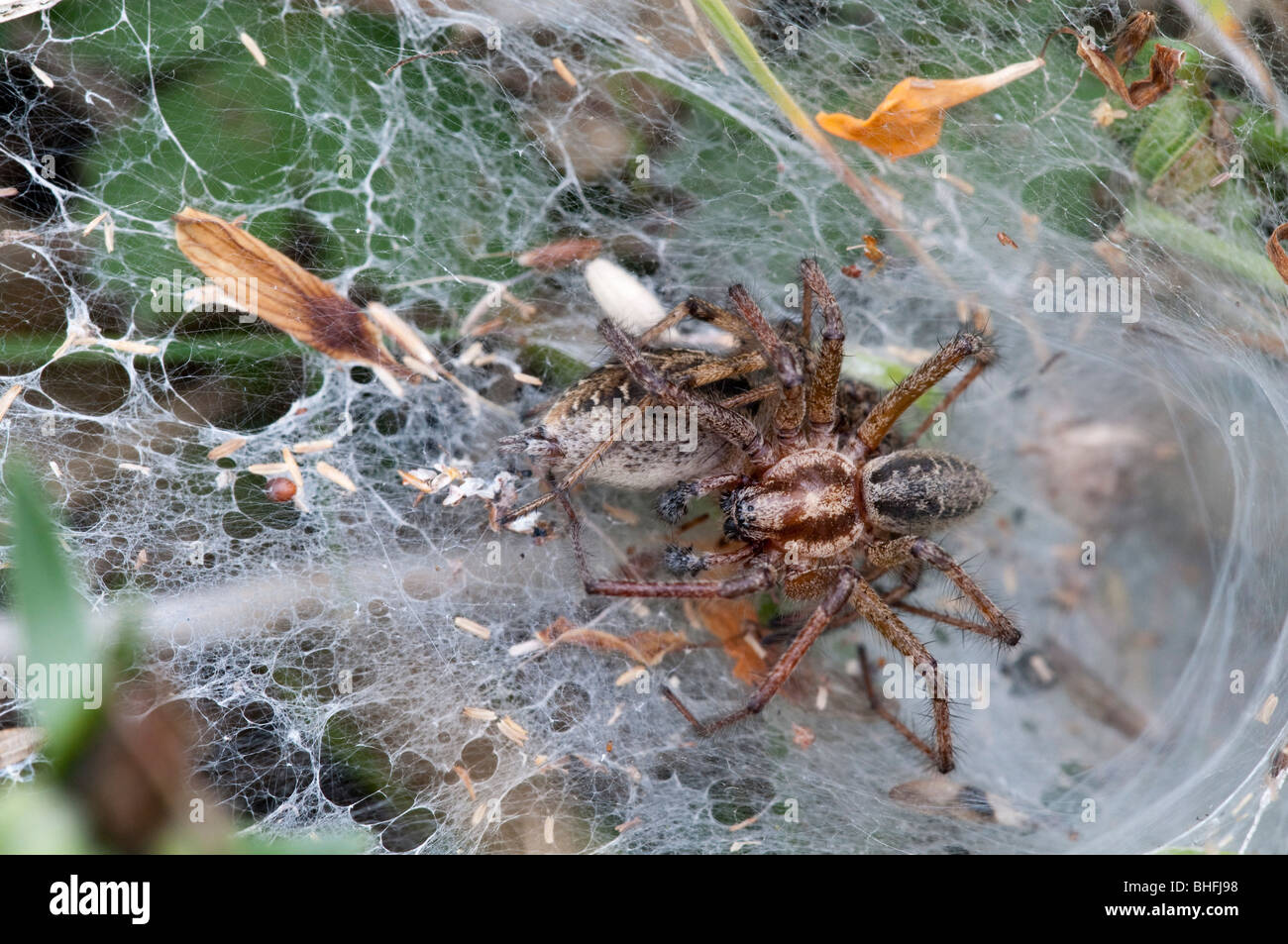 Sheet Web Spider (Agelena labyrinthica), in web Stock Photo