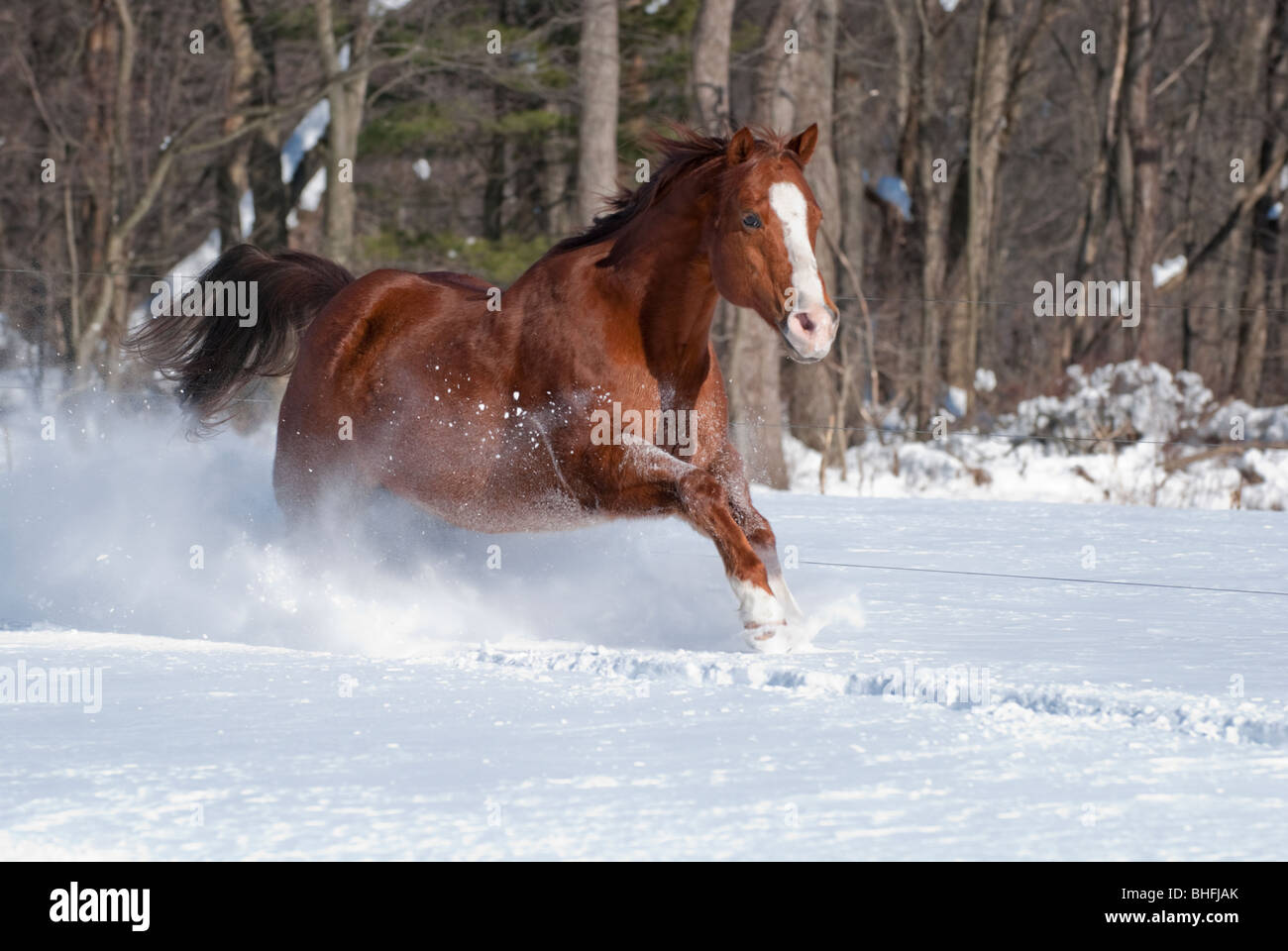 Picture of quarter horse gelding running in sunlight in new fallen snow. Stock Photo