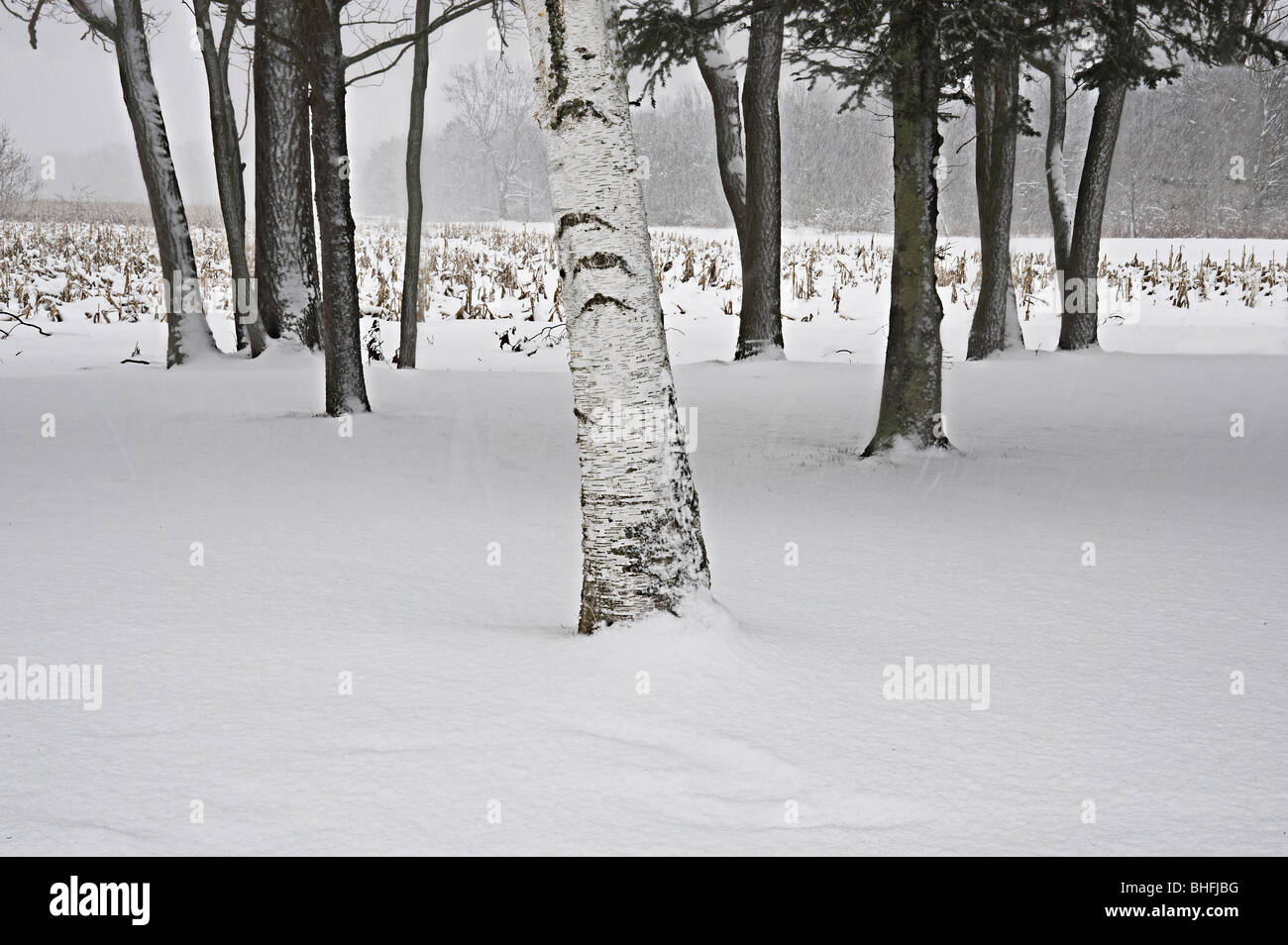 White Birch Tree In Snow With Other Trees & Cornfield In Snowstorm , Michigan USA Stock Photo