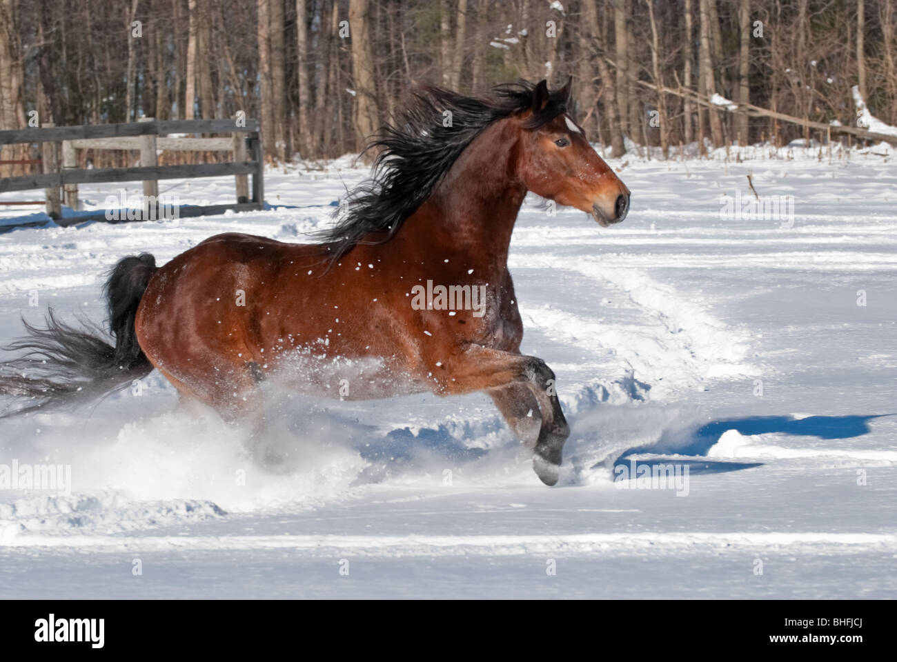 Rocky mountain horse hires stock photography and images Alamy