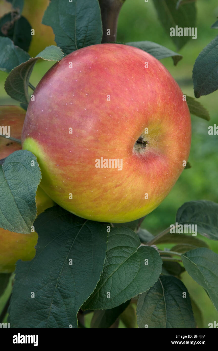 Domestic Apple (Malus domestica), variety: Brettacher, apple on a tree. Stock Photo