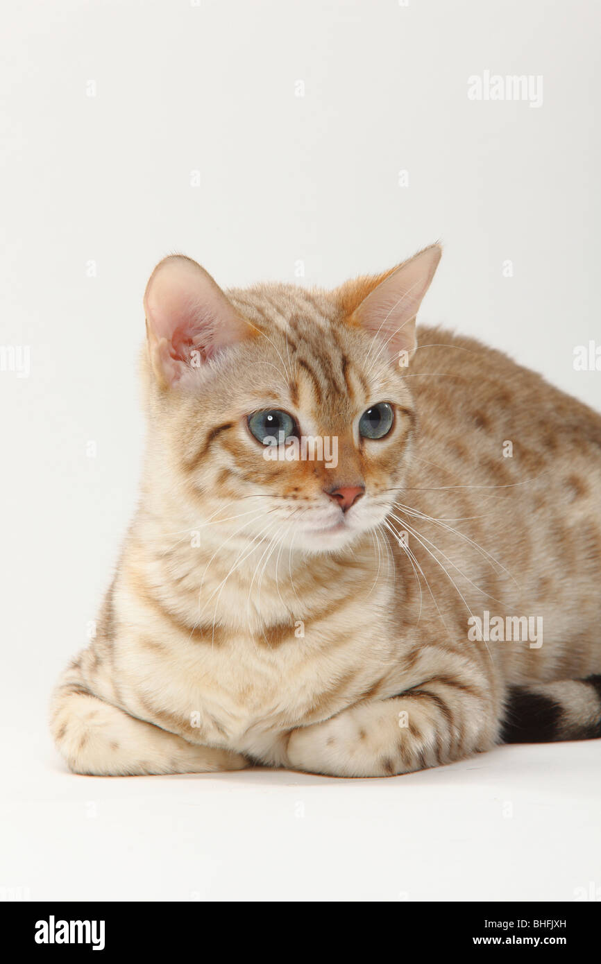 Women - Bengal Cats for sale near me - Brown, Silver & Snow Bengal