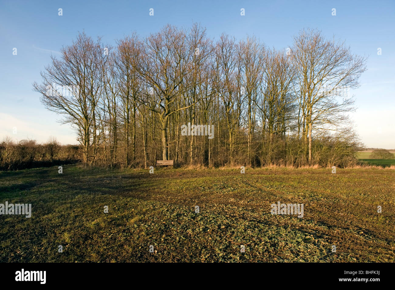 Copse of trees in winter, Britain Stock Photo - Alamy