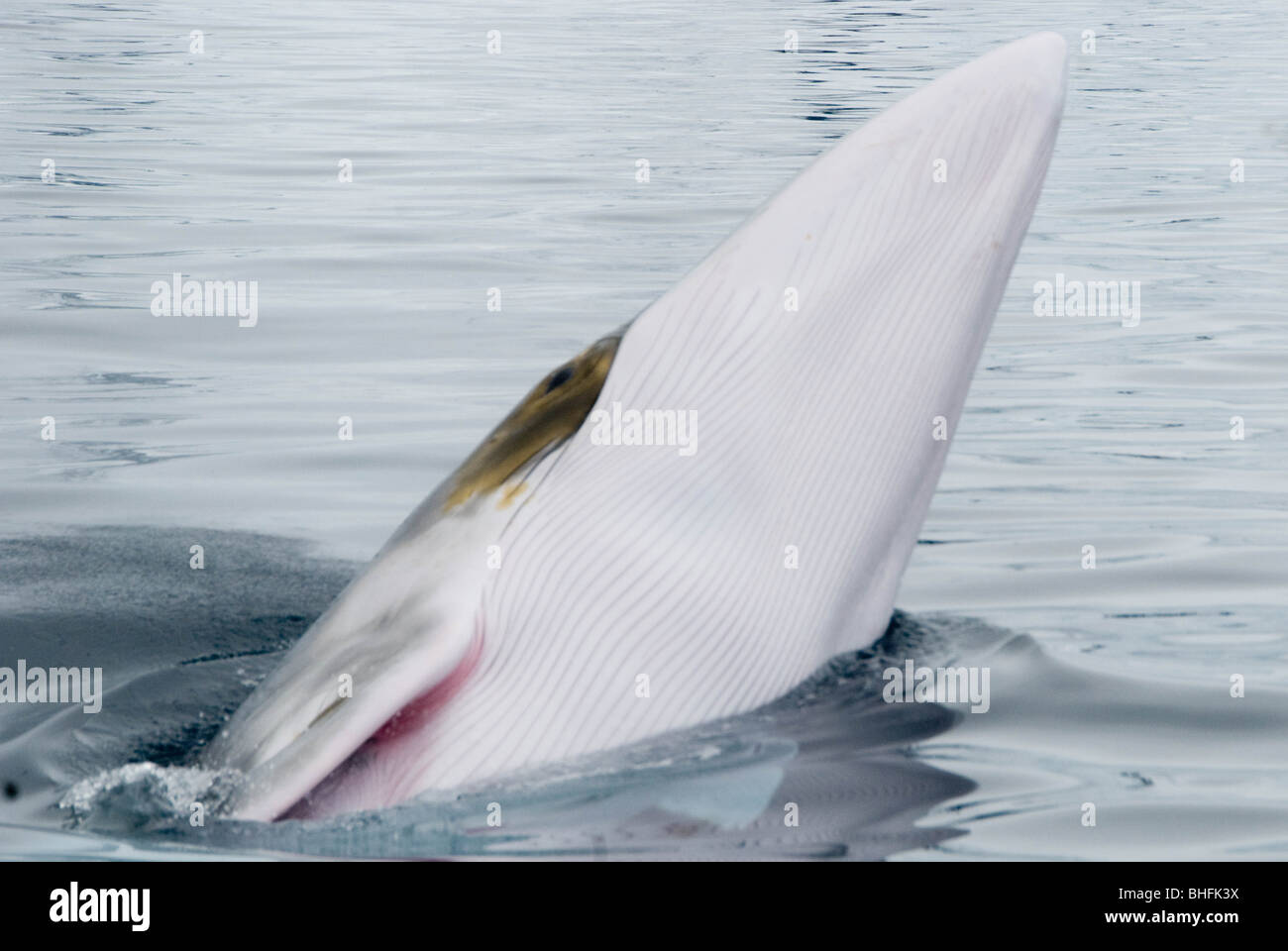 Antarctic Minke whale also known as a Southen Minke Whale (Balaenoptera