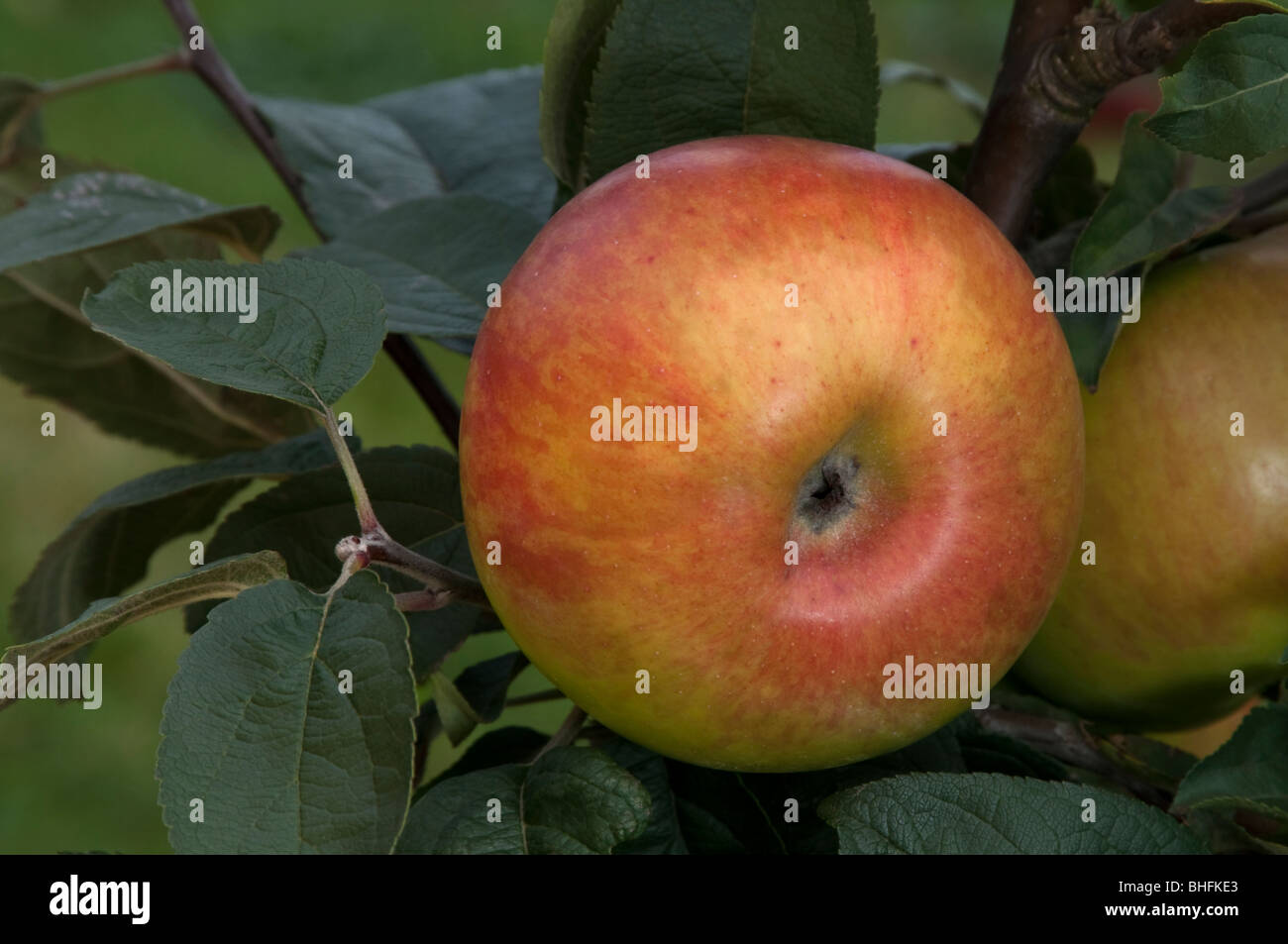 Domestic Apple (Malus domestica), variety: Brettacher, apples on a tree. Stock Photo
