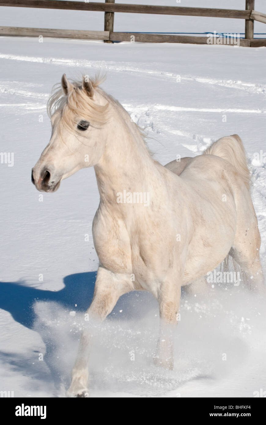 Picture of Arabian horse running in new snow. Stock Photo