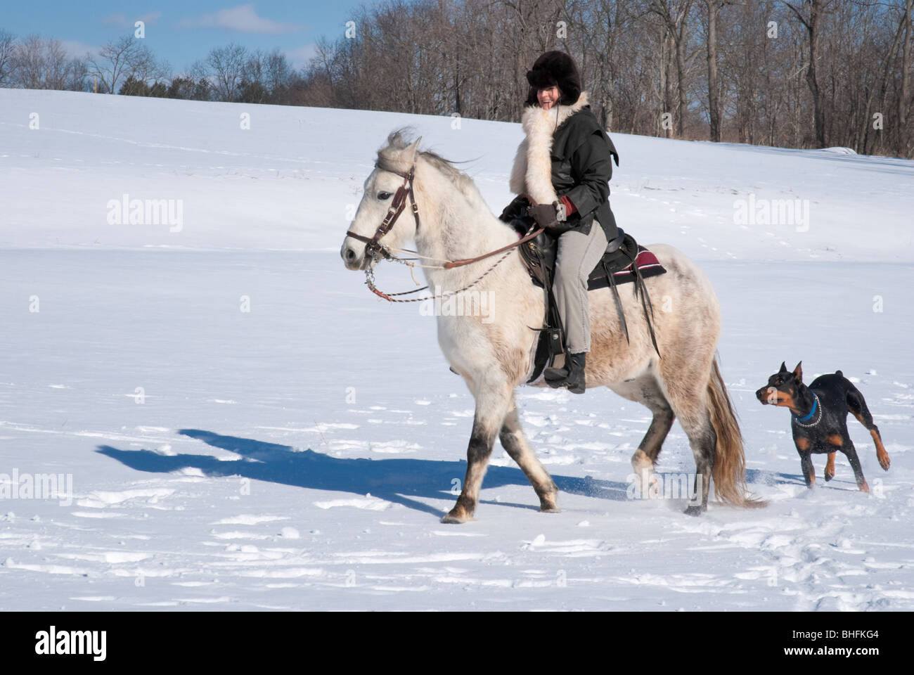 Picture of woman horseback riding a Paso Fino horse in new winter snow, accompanied by her pet Doberman dog. Stock Photo