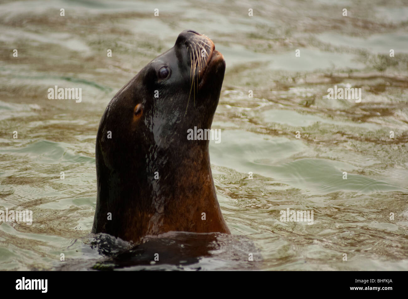 Seal stretching its neck out of the water Stock Photo