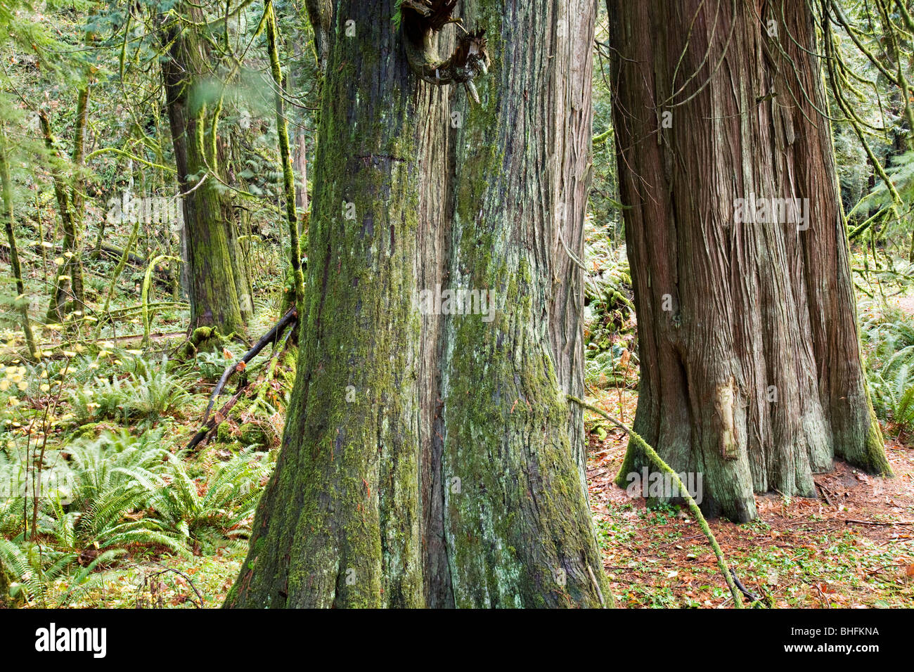 Two red cedar trees in a old growth forest Stock Photo - Alamy