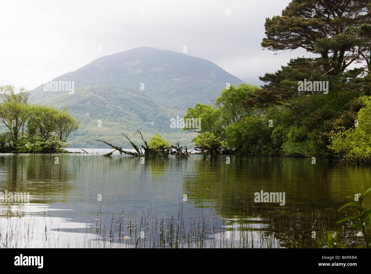 Killarney National Park, Ireland Stock Photo