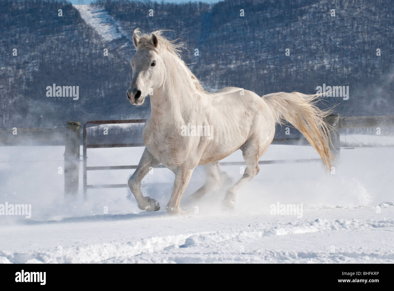 Picture of Arabian stallion running in fresh snow on a horse farm. Stock Photo
