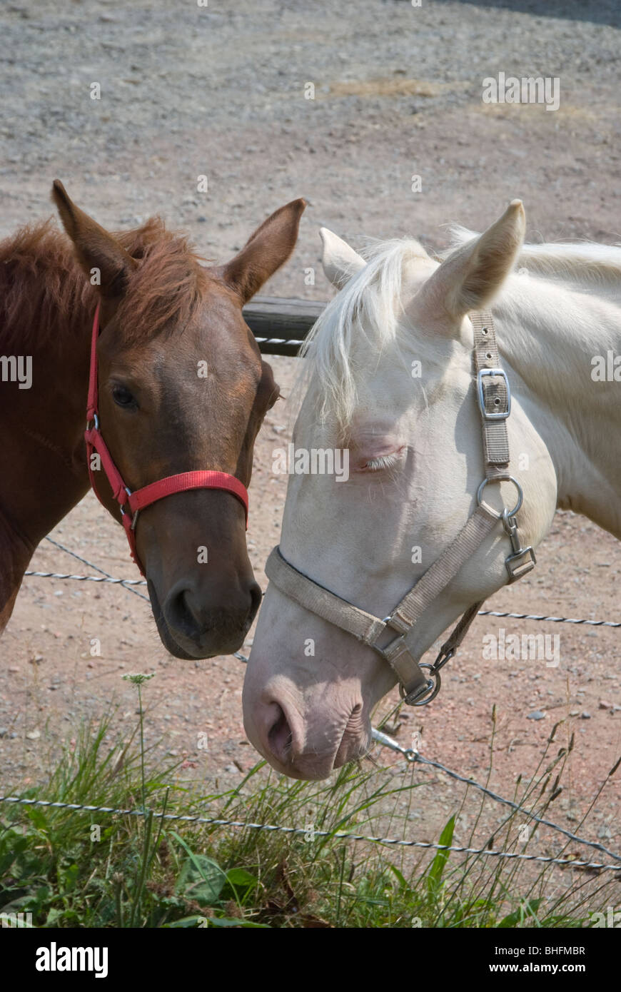 Picture of two sleepy yearling horses with ears down and heads bowed, looking shy, sad, and lonely. Stock Photo