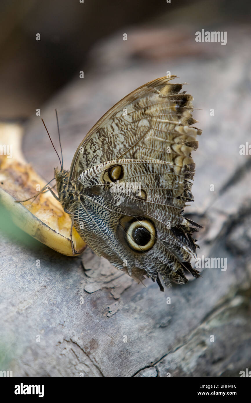 Butterfly feeding on banana, Budapest Zoo, Hungary Stock Photo Alamy