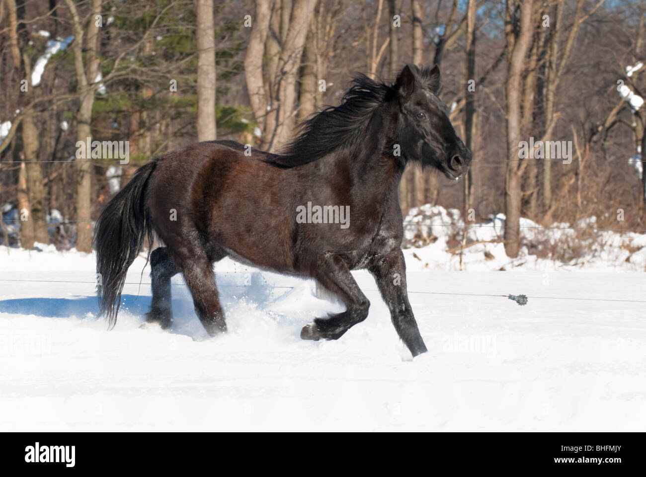 Picture of Mustang horse in heavy winter coat walking in snow Stock Photo Alamy