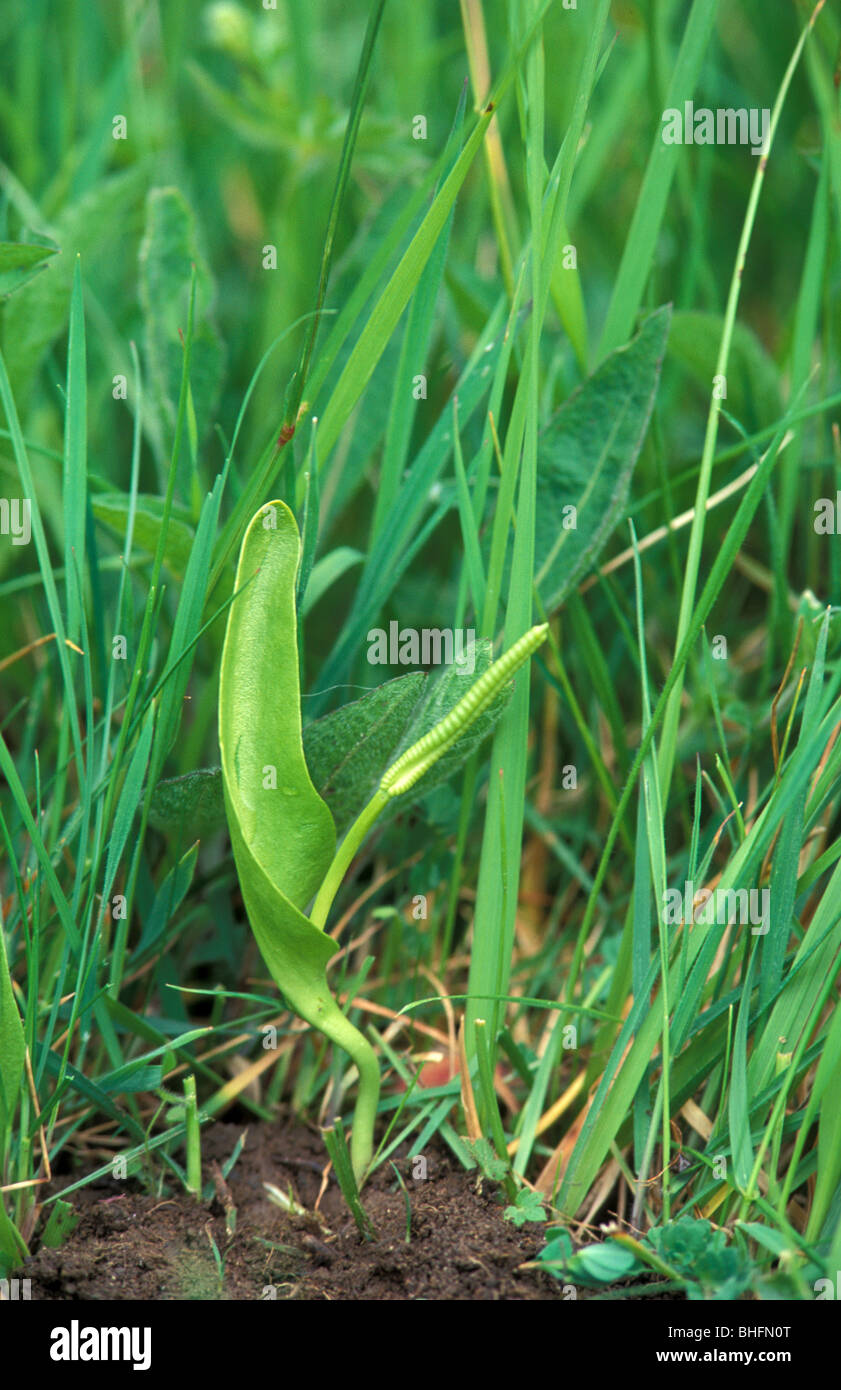 Adders tongue fern at Cribbs Meadow National Nature Reserve Leicestershire England Stock Photo