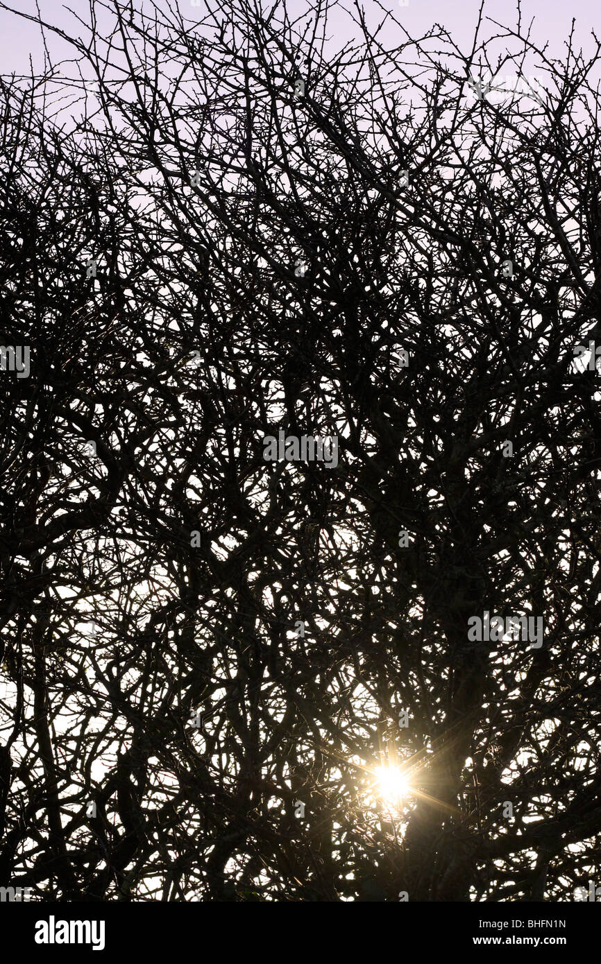 Willow branches and fairy hi-res stock photography and images - Alamy