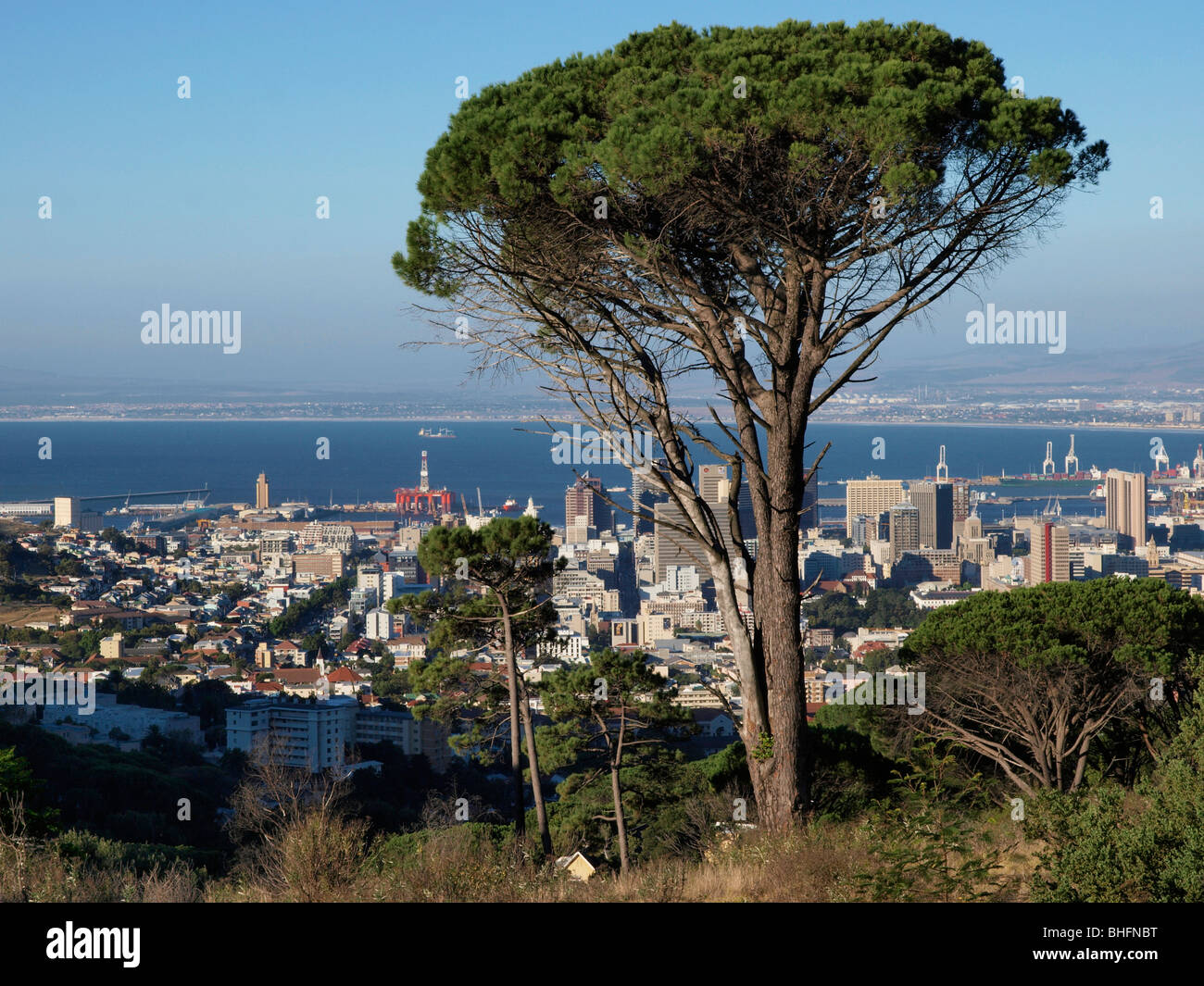 Stone Pines with Central Business District City Bowl and Table Bay Cape Town South Africa Stock Photo