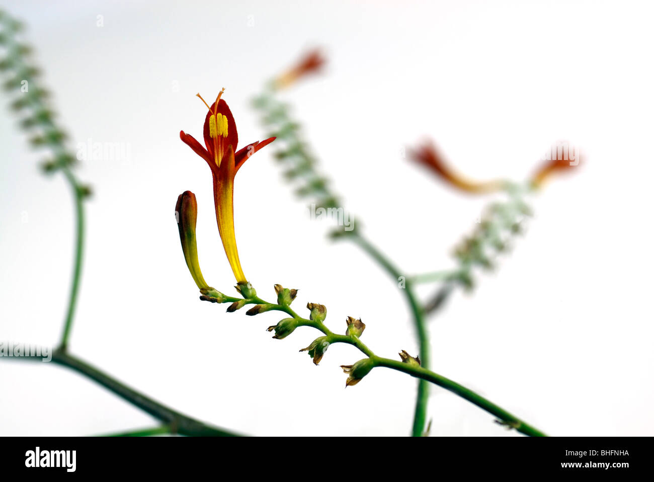 A minimalistic abstract of delicate red and yellow blossoms against a white background. Isolated. Iridaceae Crocosmia masonorum. Stock Photo