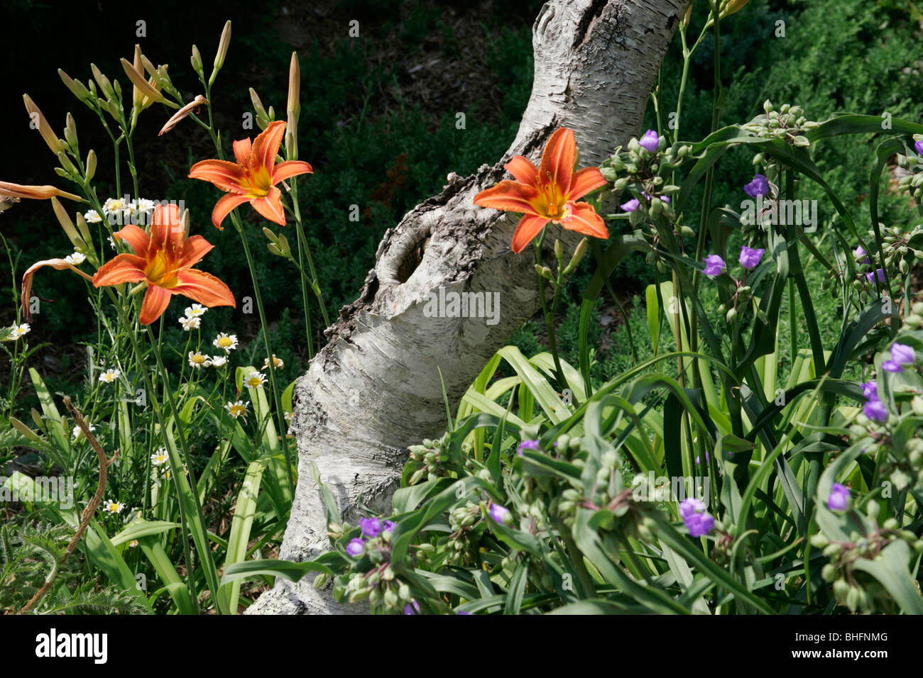 Day Lilies Lily spider worts birch tree Cape Cod Massachusetts Stock Photo