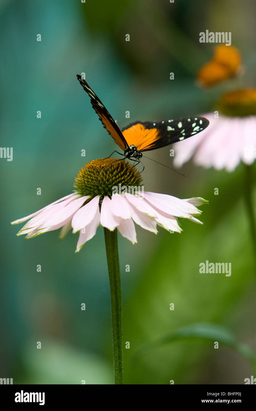 Butterfly pollinating a cone flower, Budapest Zoo, Hungary Stock Photo