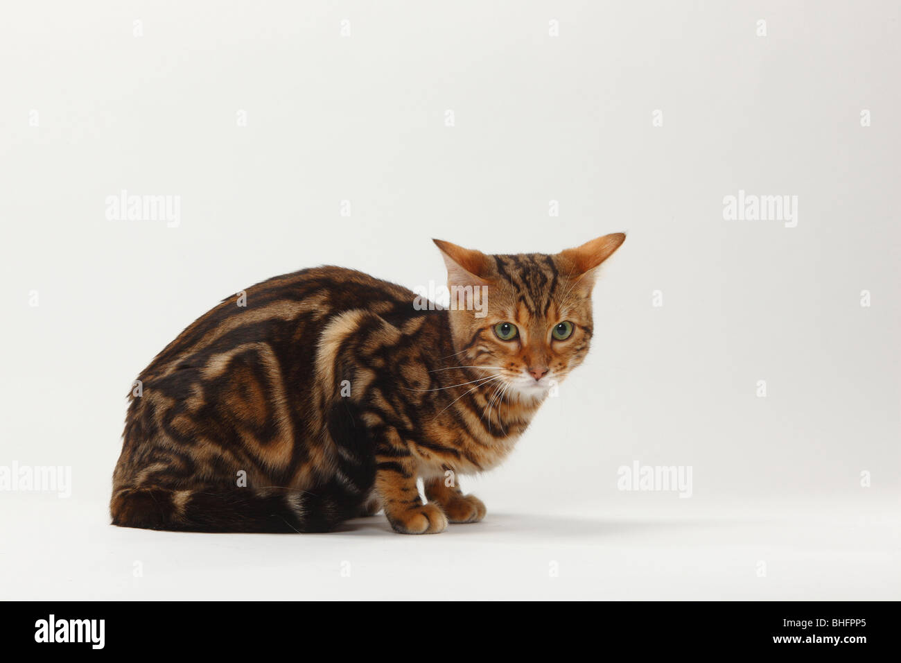 Bengal Cat / Marbled Bengal, side Stock Photo