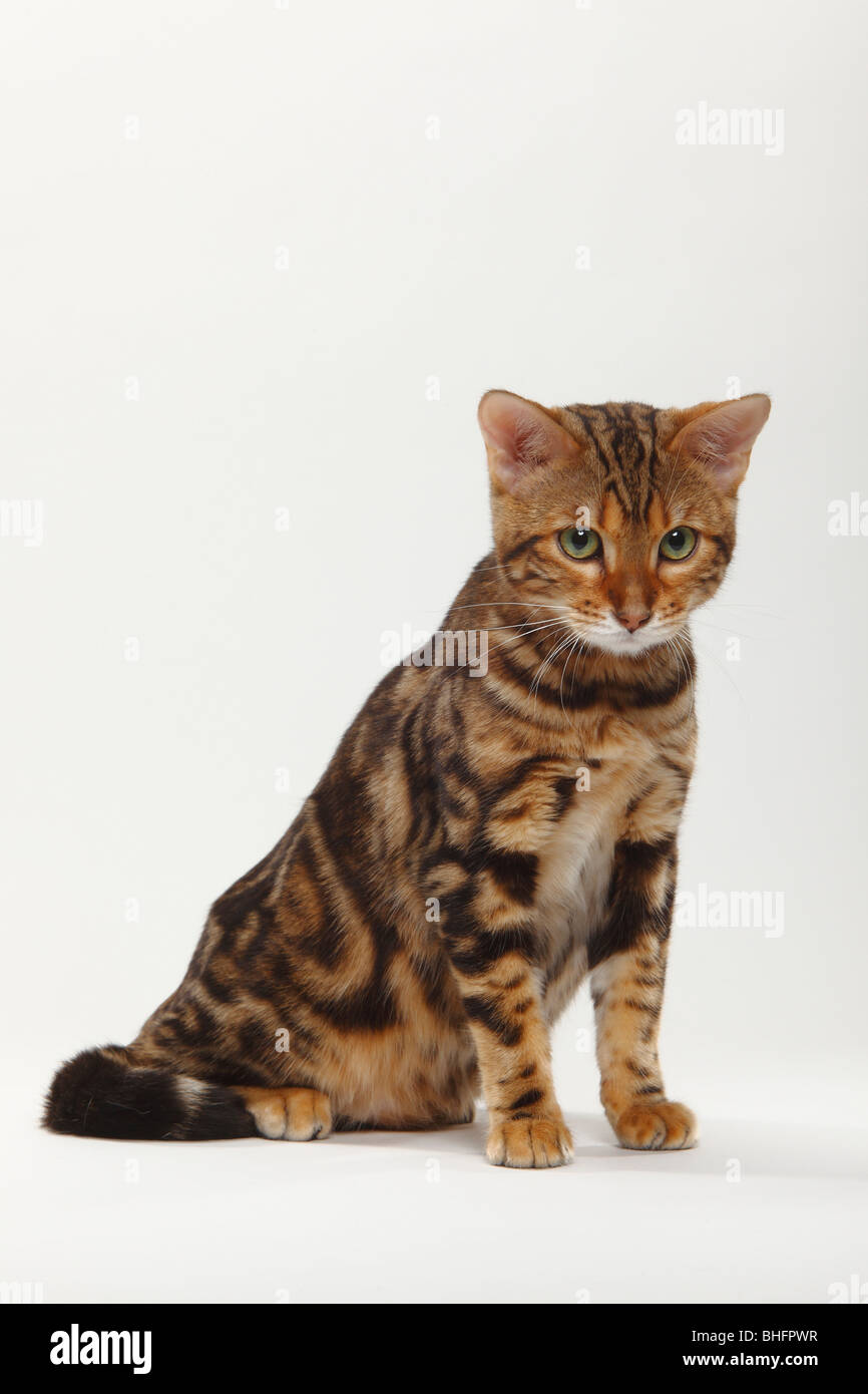 Bengal Cat / Marbled Bengal Stock Photo