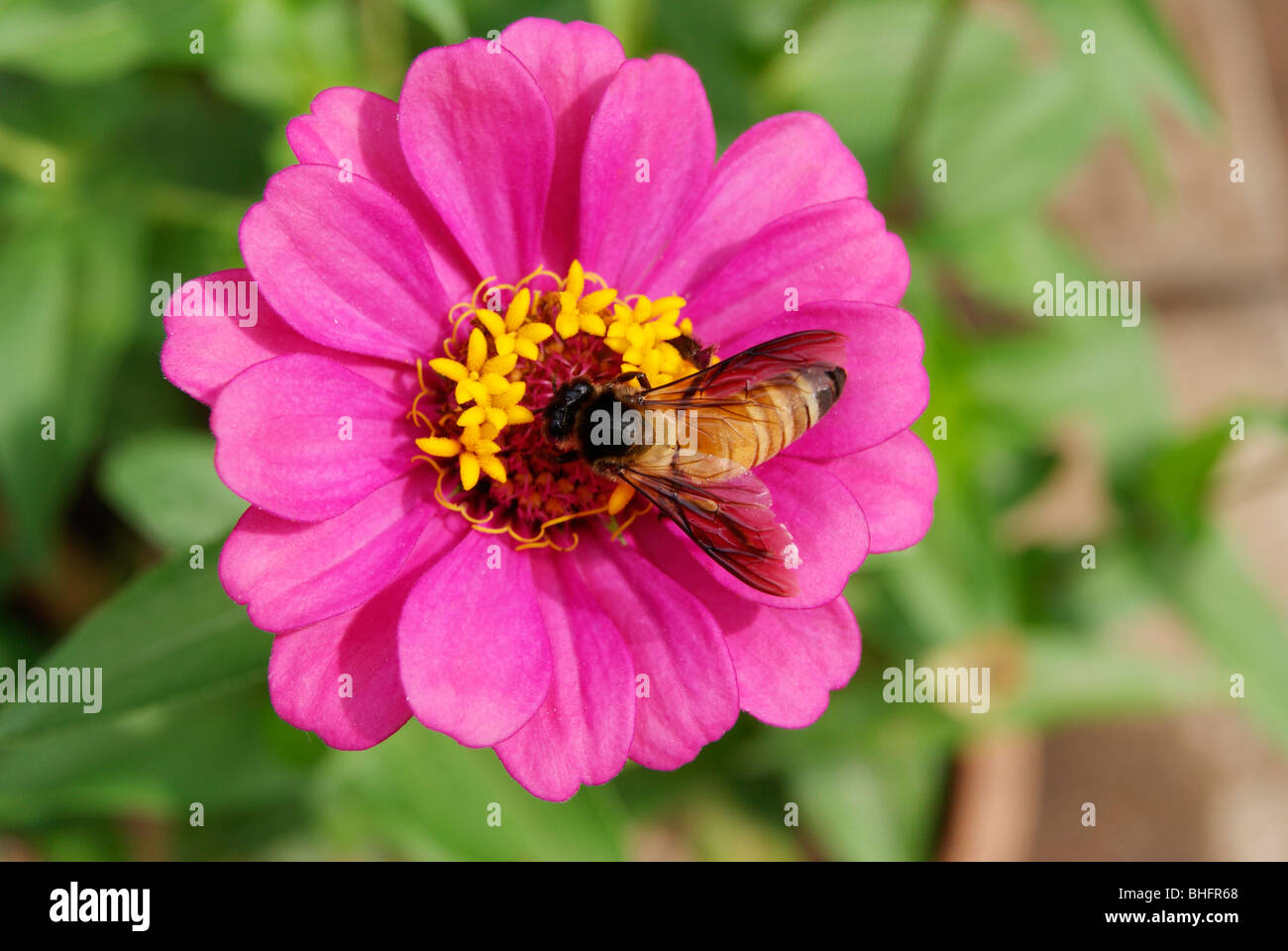 HoneyBee in a cute violet dahlia Flower.Pollination of Flowers via Honeybee.A Scene from Kerala,India Stock Photo