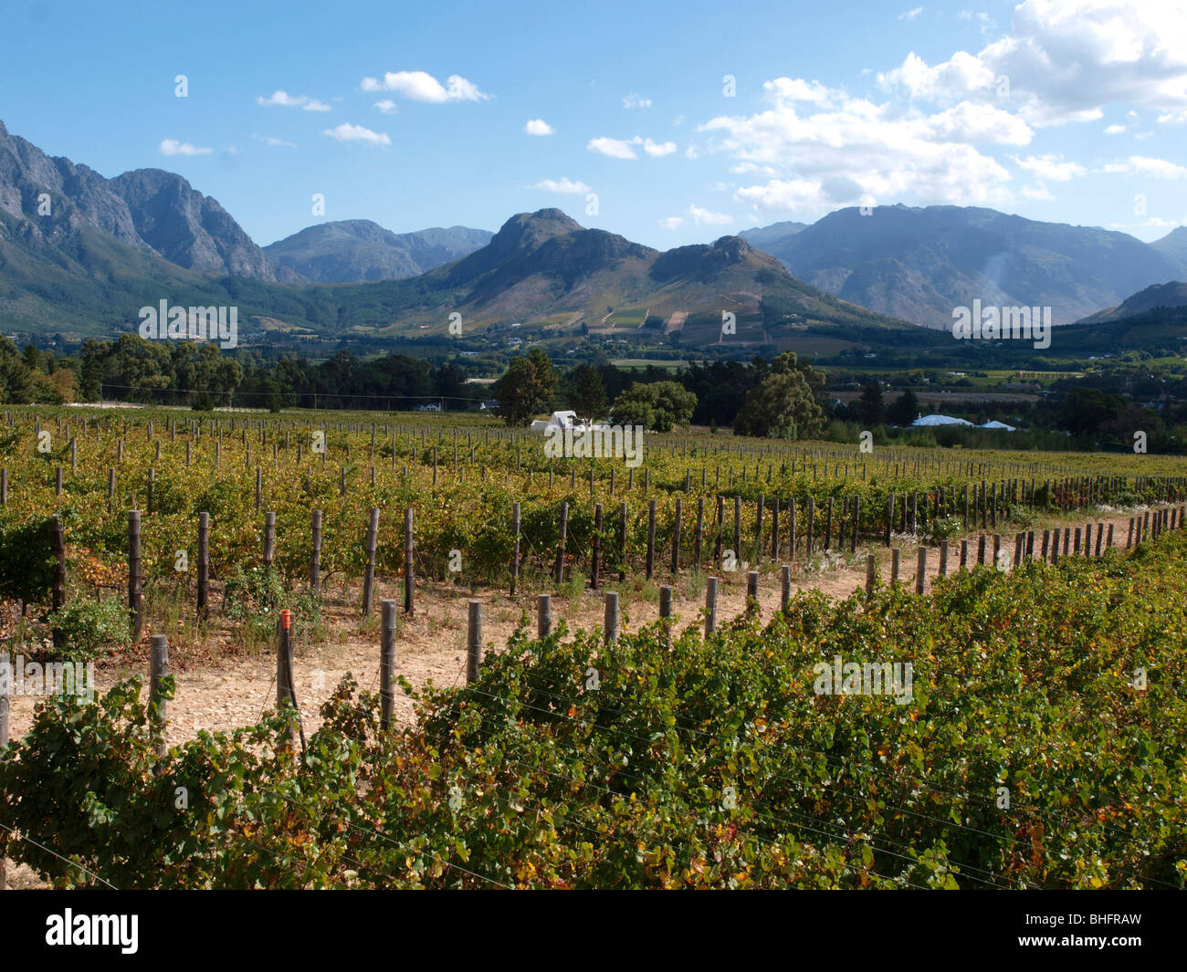 Vineyard Of Haute Cabriere Wine Estate Franschhoek Wine Region vineyard-of-haute-cabriere-wine-estate-franschhoek-wine-region