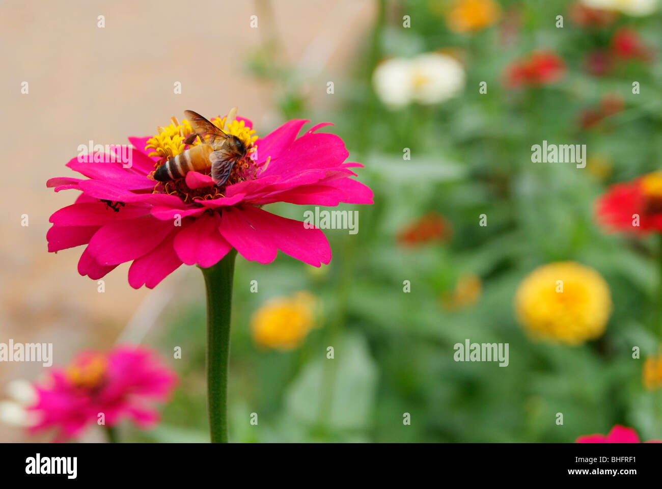 honey bee in a cute violet dahlia flower.variety types of dahlia