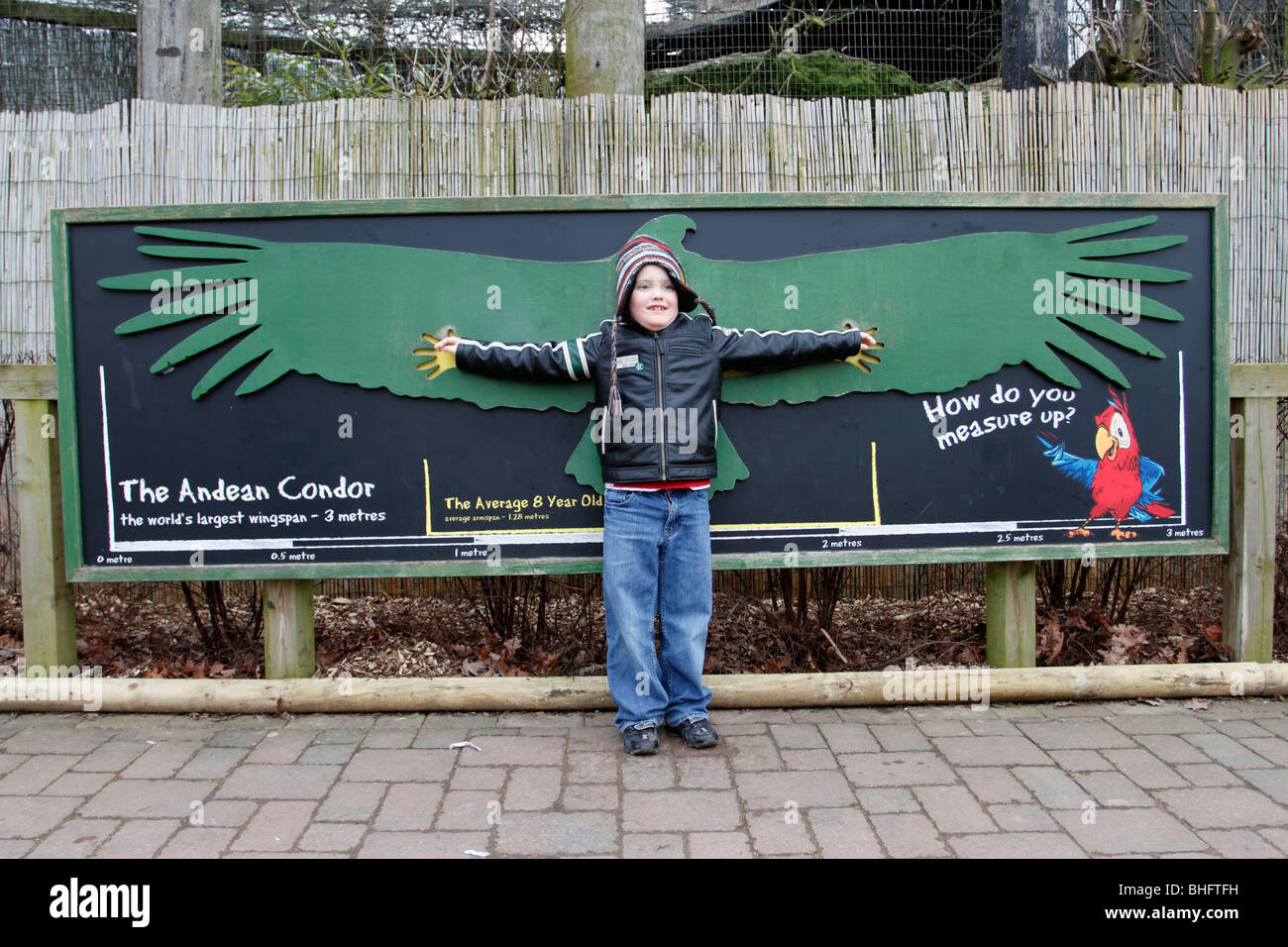 Condor wingspan hi-res stock photography and images - Alamy