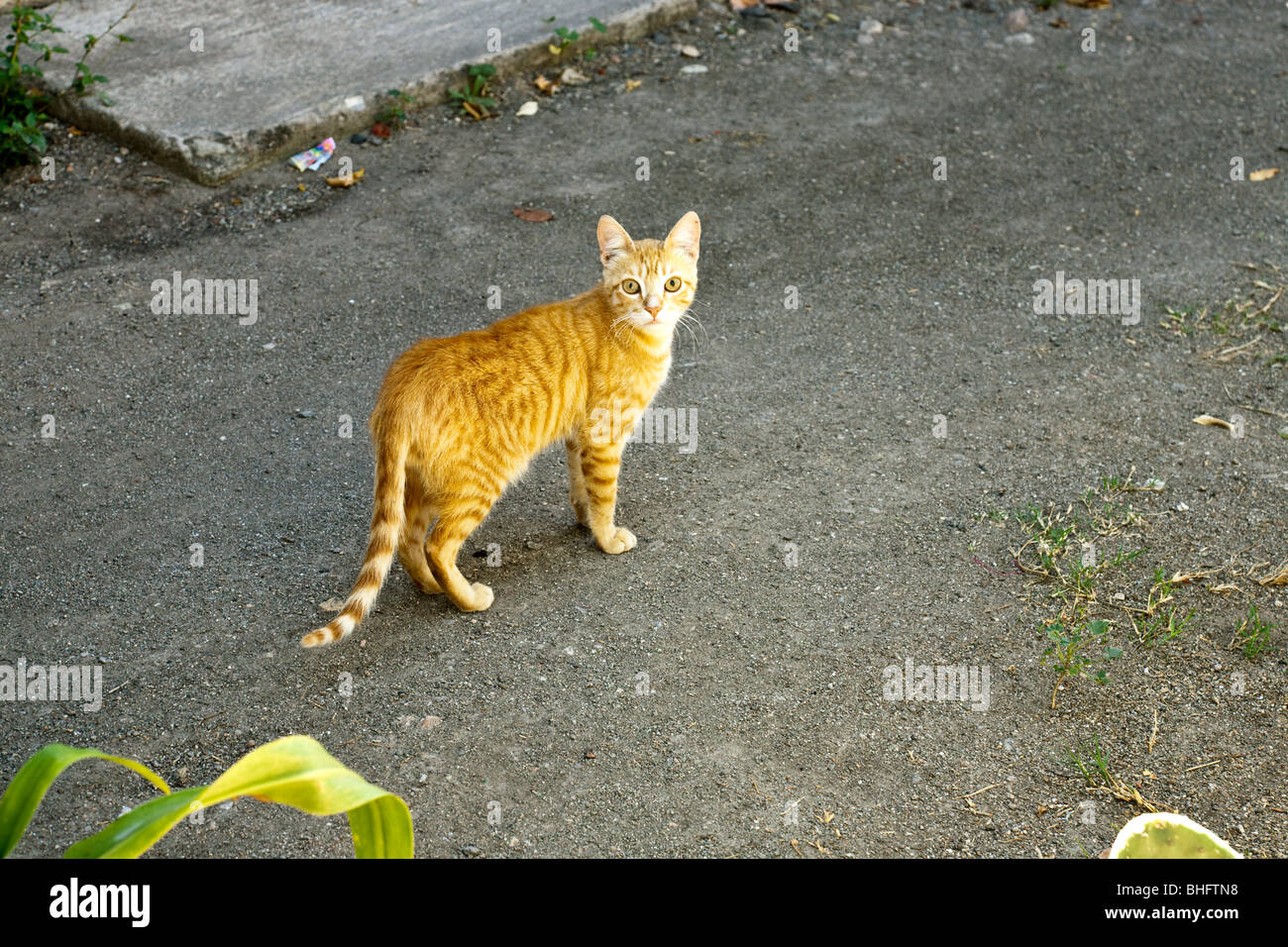 alert beautiful young yellow eyed yellow tabby cat seen in reflected