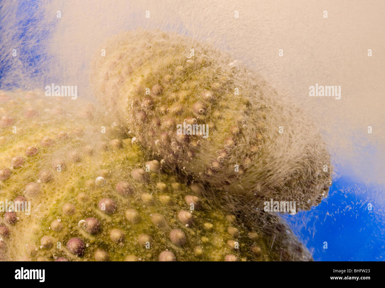 abstract background of urchin and sea water Stock Photo