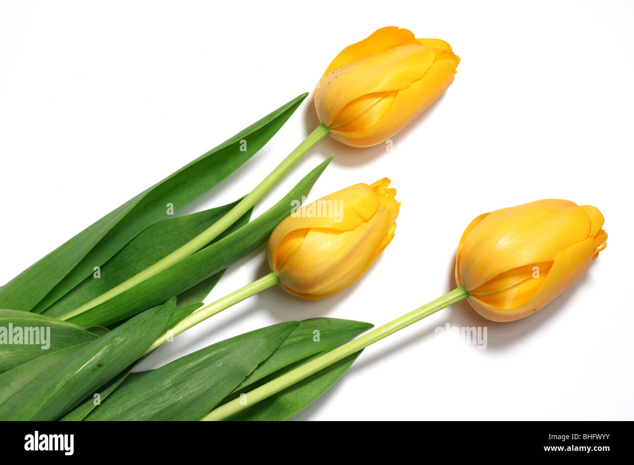 Topaz tulips isolated on white background Stock Photo - Alamy