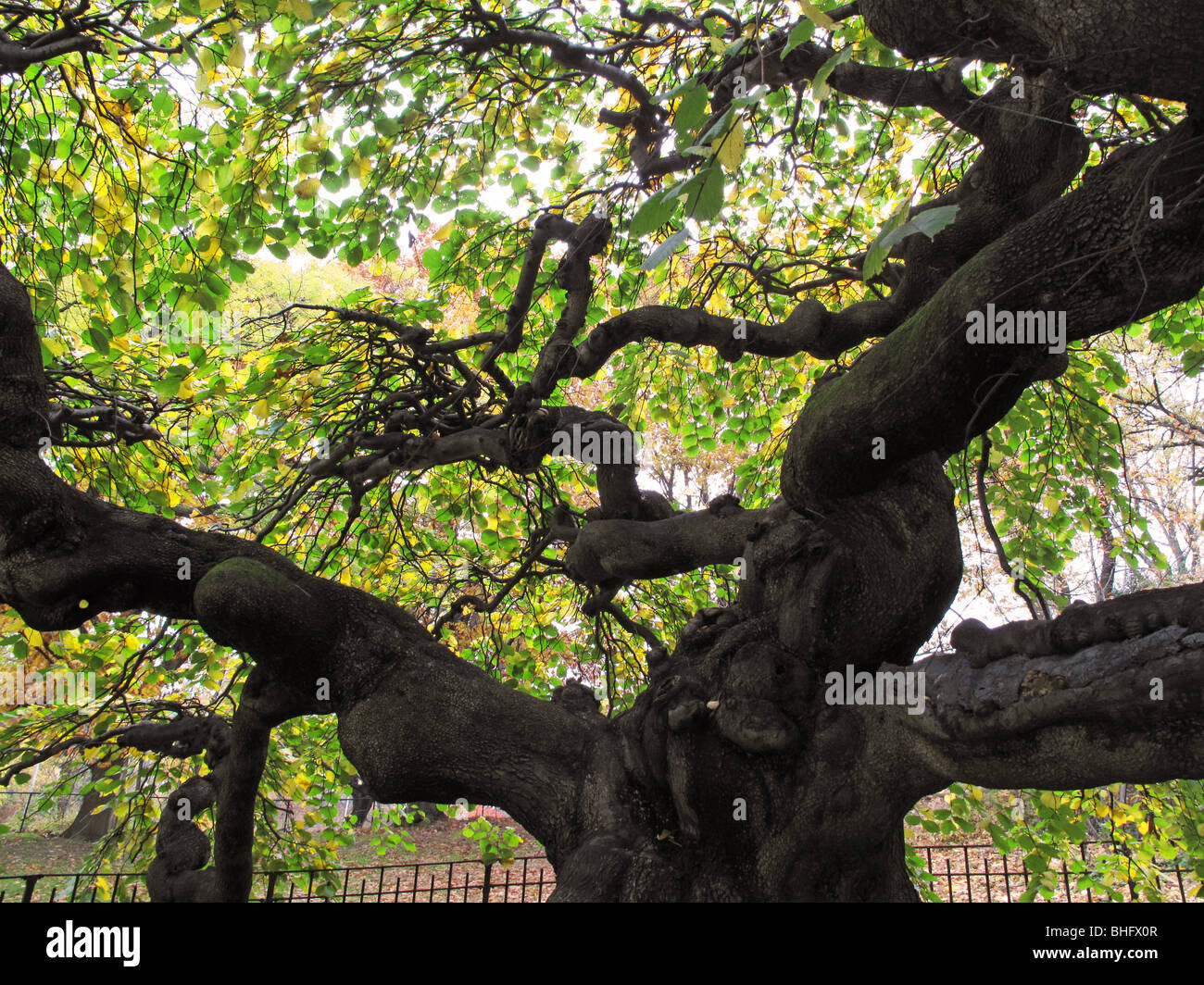 Camperdown Elm Tree Prospect Park Brooklyn NY Stock Photo Alamy