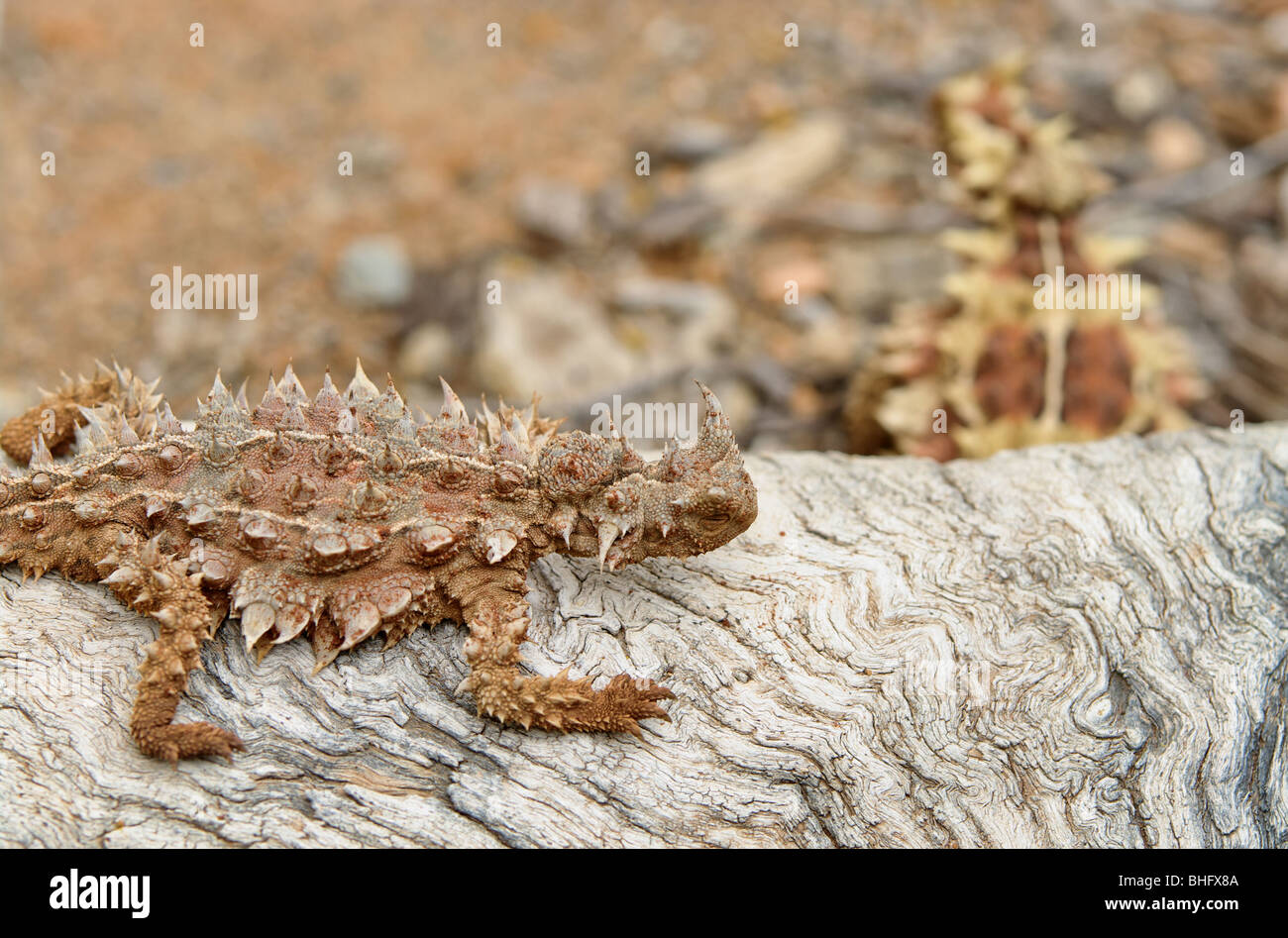 great iage of an australian thorny devil Stock Photo