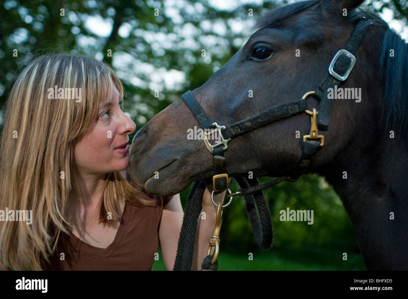 Horse kiss hires stock photography and images Alamy
