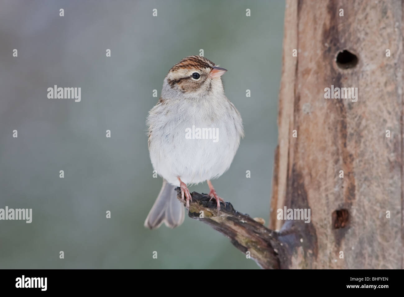"Chipping Sparrow" "Spizella passerina" Stock Photo