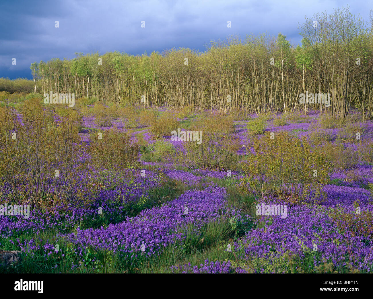 Kings Wood, Kent, UK Stock Photo Alamy