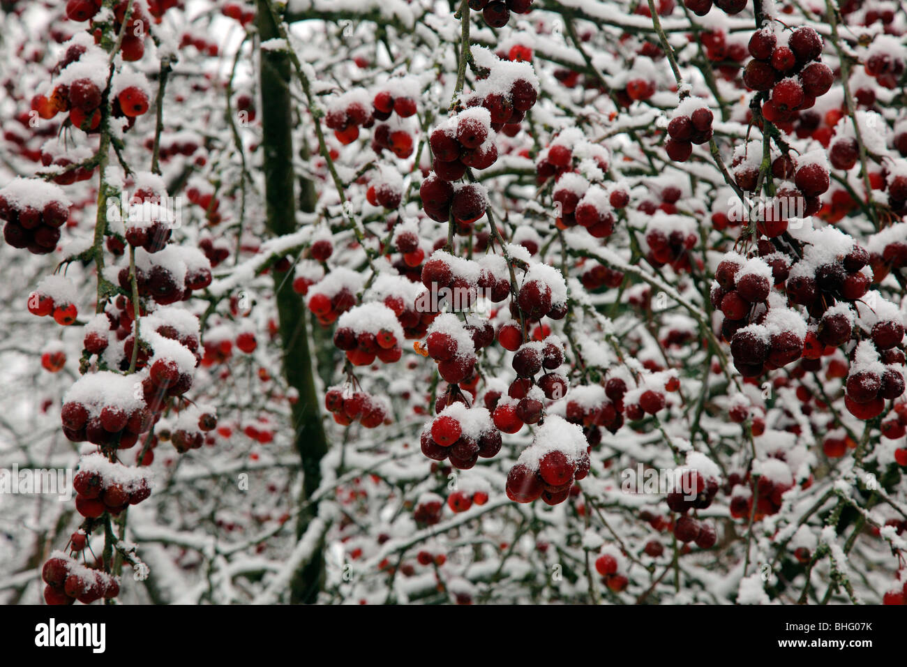 Malus x robusta 'Red Sentinel' AGM in snow Stock Photo