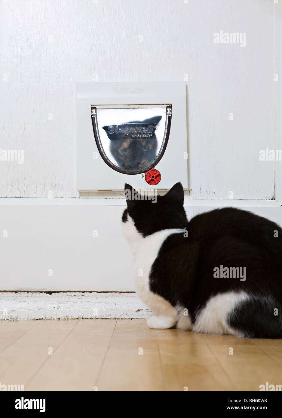Black and white cat looking at a Tortoiseshell cat trying to get in through the cat flap Stock Photo