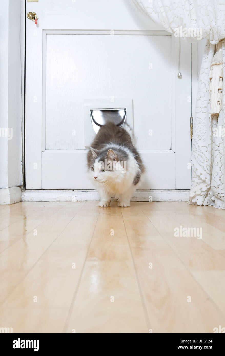 Fluffy pet cat (Felis catus) with wary expression coming inside from the garden through the cat flap Stock Photo