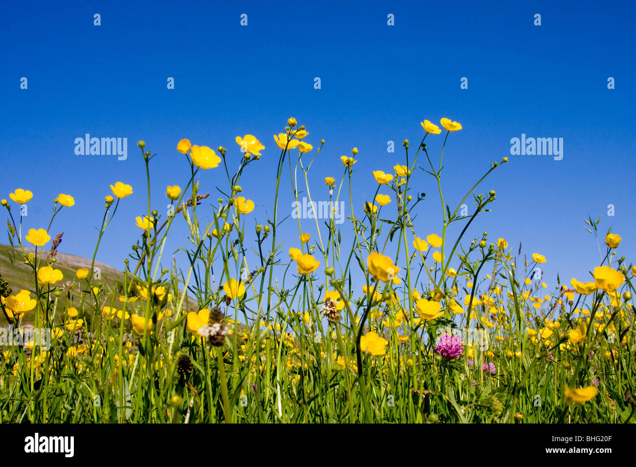Buttercups and clover in hay meadows at Muker, Yorkshire Dales, UK Stock Photo