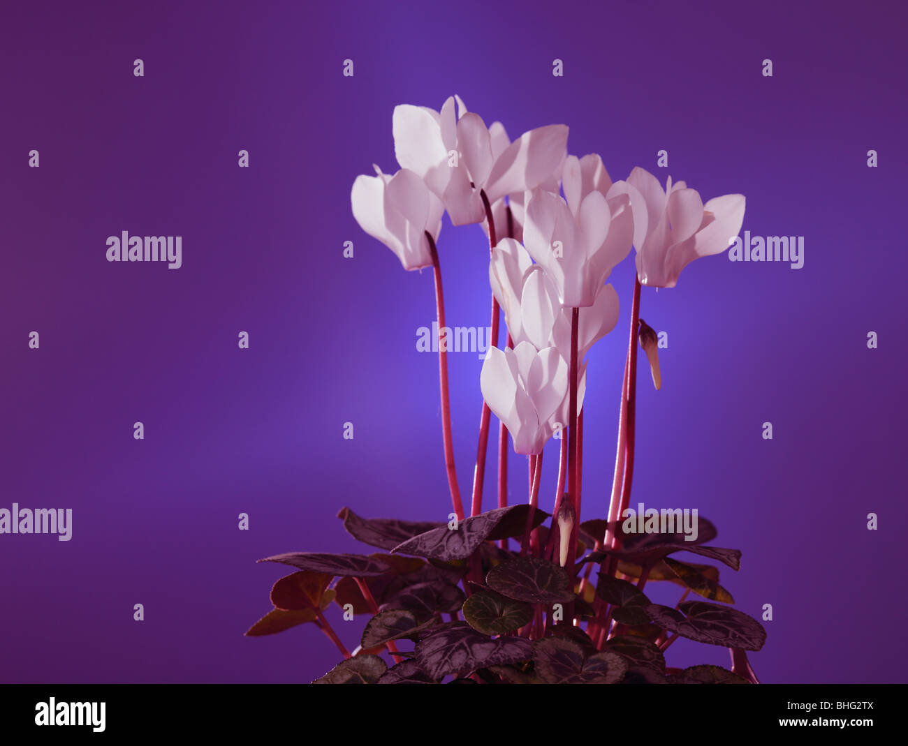 white cyclamen on a blue background Stock Photo