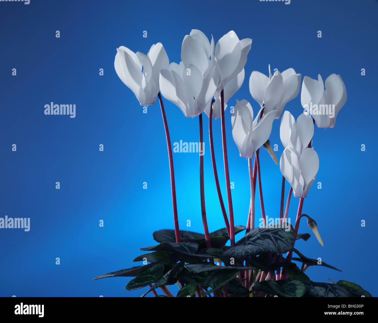 white cyclamen on a blue background Stock Photo