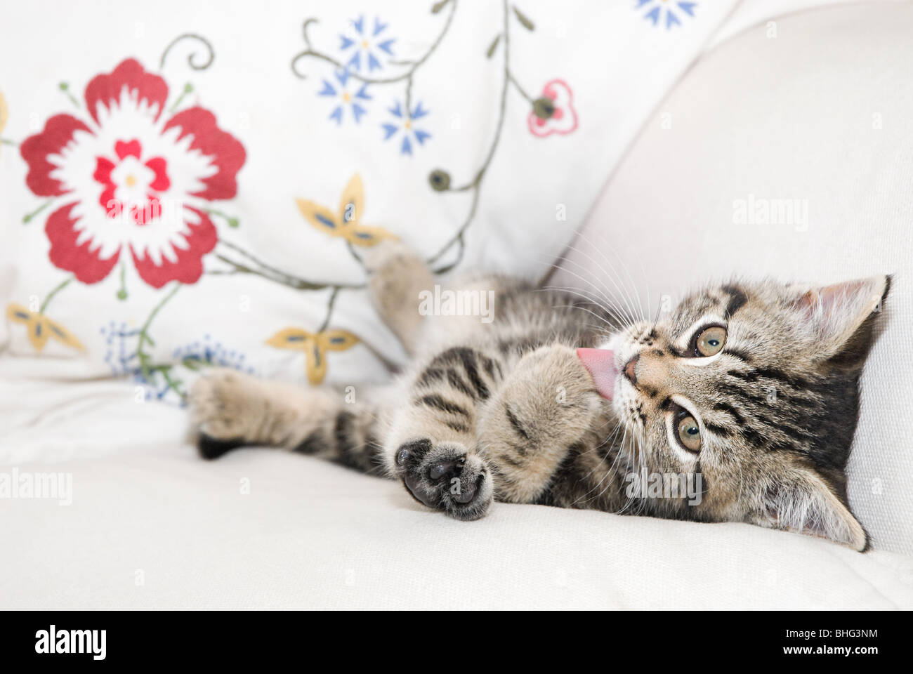 Kitten licking paw Stock Photo Alamy