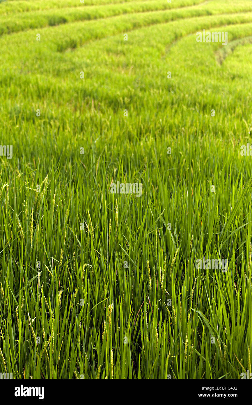 Rice plants in indonesia Stock Photo