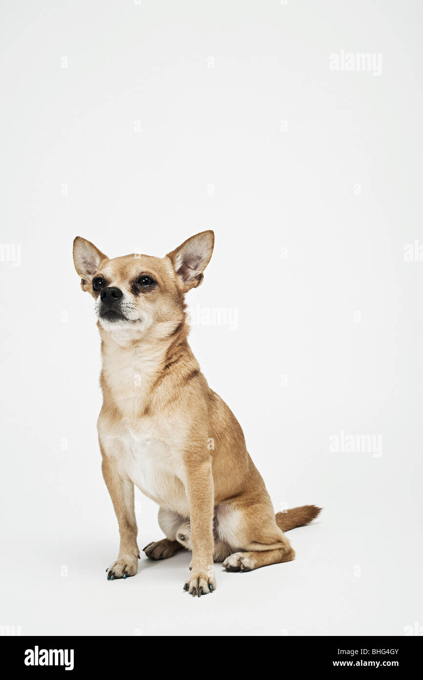 Chihuahua in bag hi-res stock photography and images - Alamy