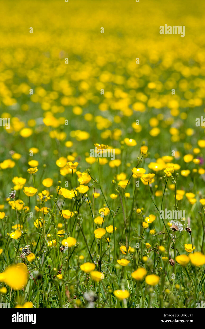Buttercups in hay meadows at Gunnerside, Yorkshire Dales, UK Stock Photo
