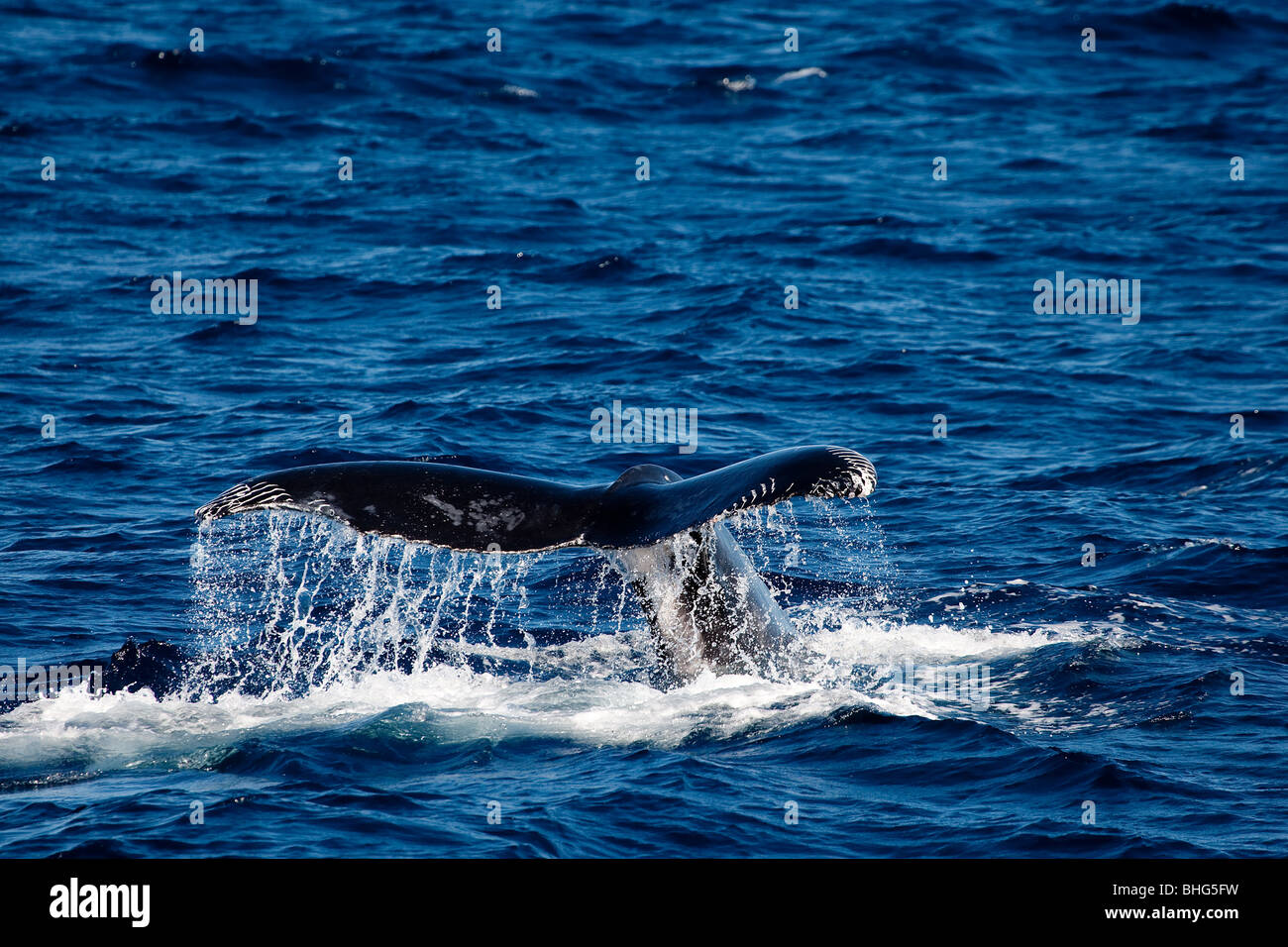 Behavior of Humpback whale. Stock Photo