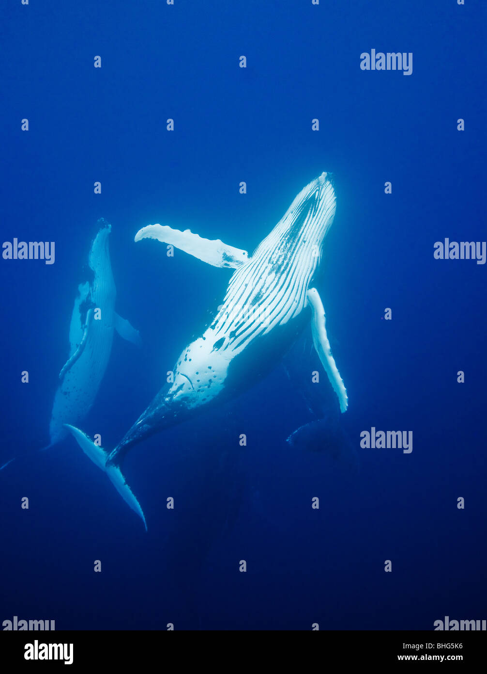 Behavior of Humpback whales Stock Photo